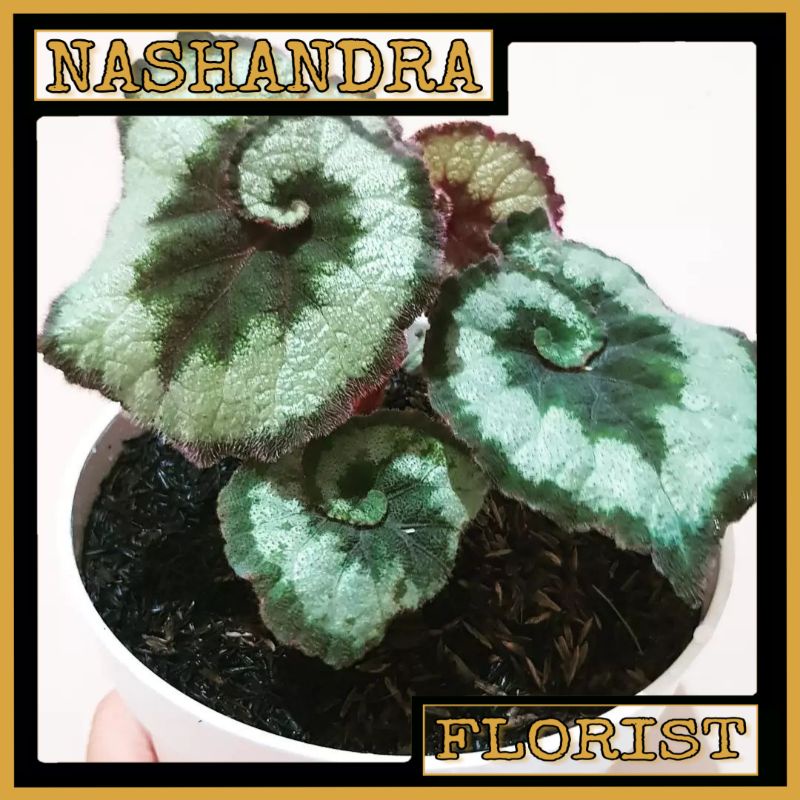 Tanaman Hias Bunga Begonia Keong Pot