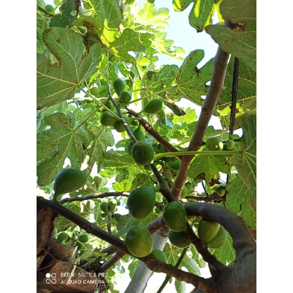 

daun tin fresh 250 grm