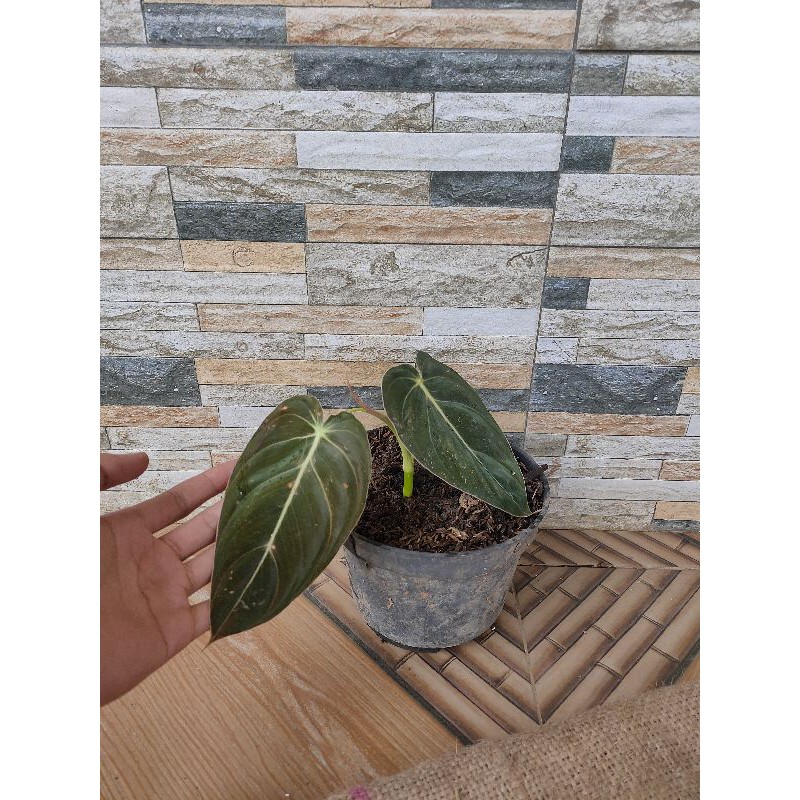 philodendron melanochrysum
