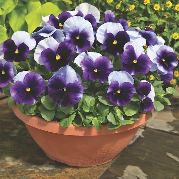 Benih Bibit Biji - Bunga Pansy Beaconsfield Flower Seeds - IMPORT