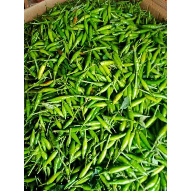 

Cabe / Cabai Rawit Ijo Super Murah