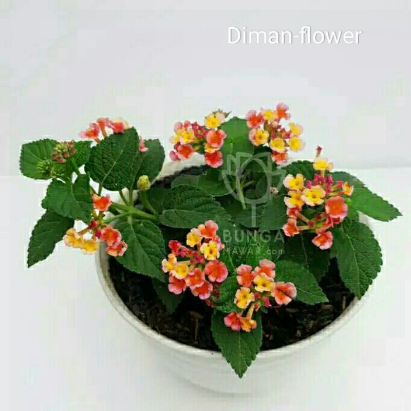 lantana merah /tricoler