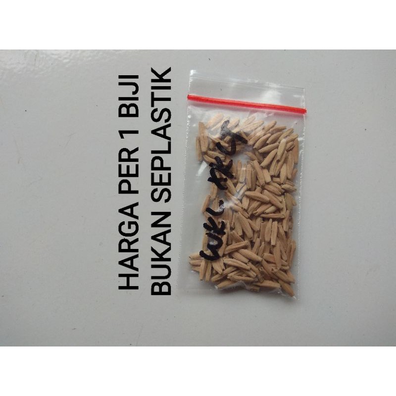 SEBUTIR Biji Adenium WKL x KLT