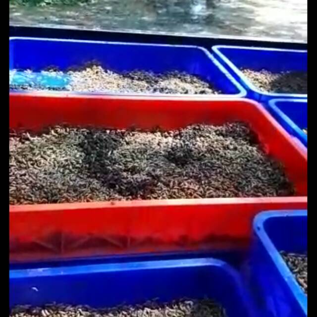 Bibit MAGGOT / Lalat BSF Super