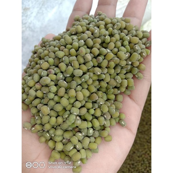 

Kacang hijau 50kg (Harga grosir)