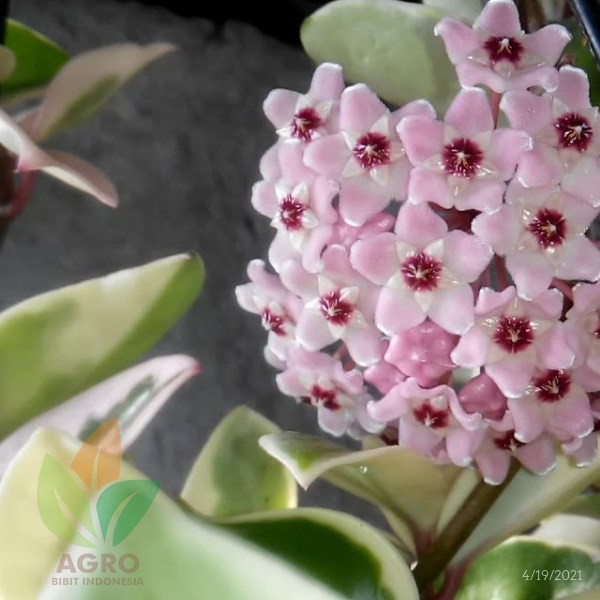 Bibit Bunga Hoya Krimson Queen Siap Tanam