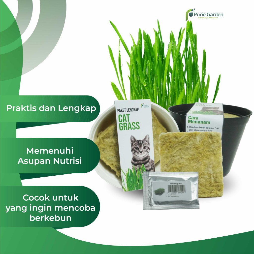 Paket Lengkap Rumput Kucing Wheatgrass Rumput Gandum Purie Garden PG KDR