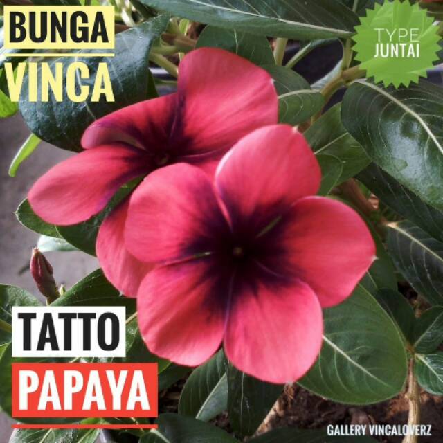 Benih Vinca Juntai - Benih Vinca Tattoo Papaya