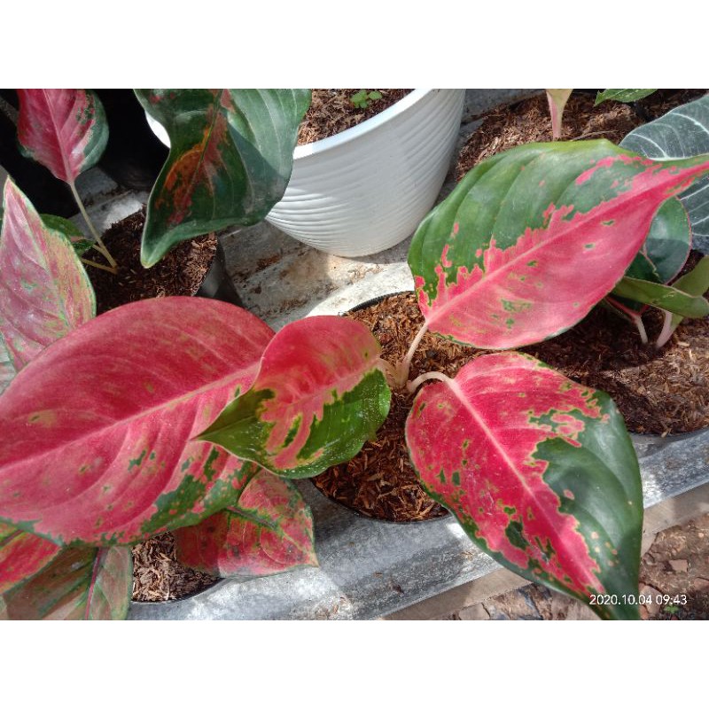 aglonema red kochin hibrid