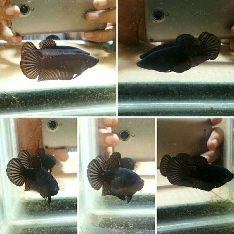 cupang super black/female/real pic