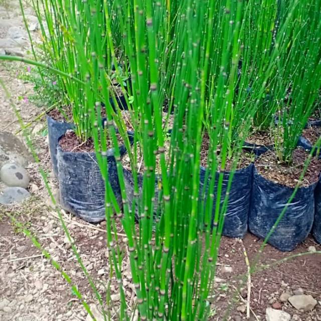 Wajib Tahu Gambar Tanaman Hias Bambu Air yang Lagi Viral 