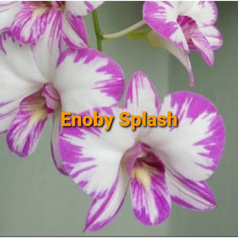 Anggrek Dendrobium Dewasa tapi Mini