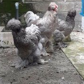 Telur Ayam Hias Park Brahma Untuk Di Tetaskan Shopee Indonesia