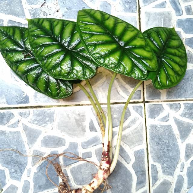 ALOCASIA DRAGON SILVER ALOKASI 2-3 DAUN KELADI TENGKORAk