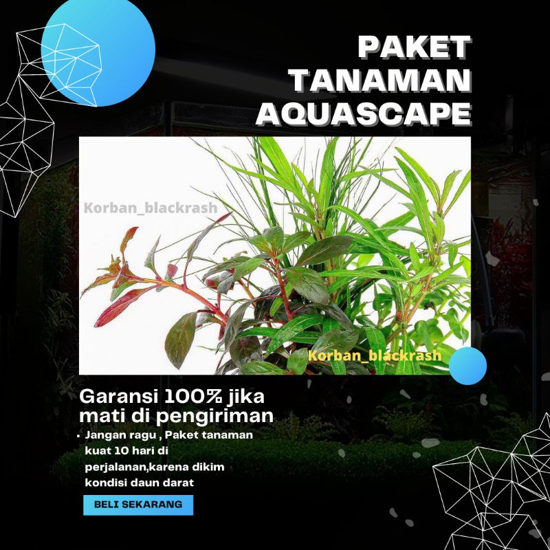 Paket Tanaman Aquascape Hidup - Tumbuhan Air Hias Aquarium
