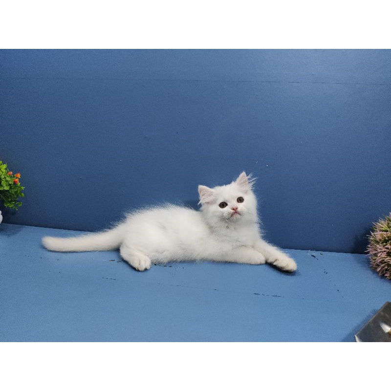 kucing kitten persia jantan white Longhair bulu kapas
