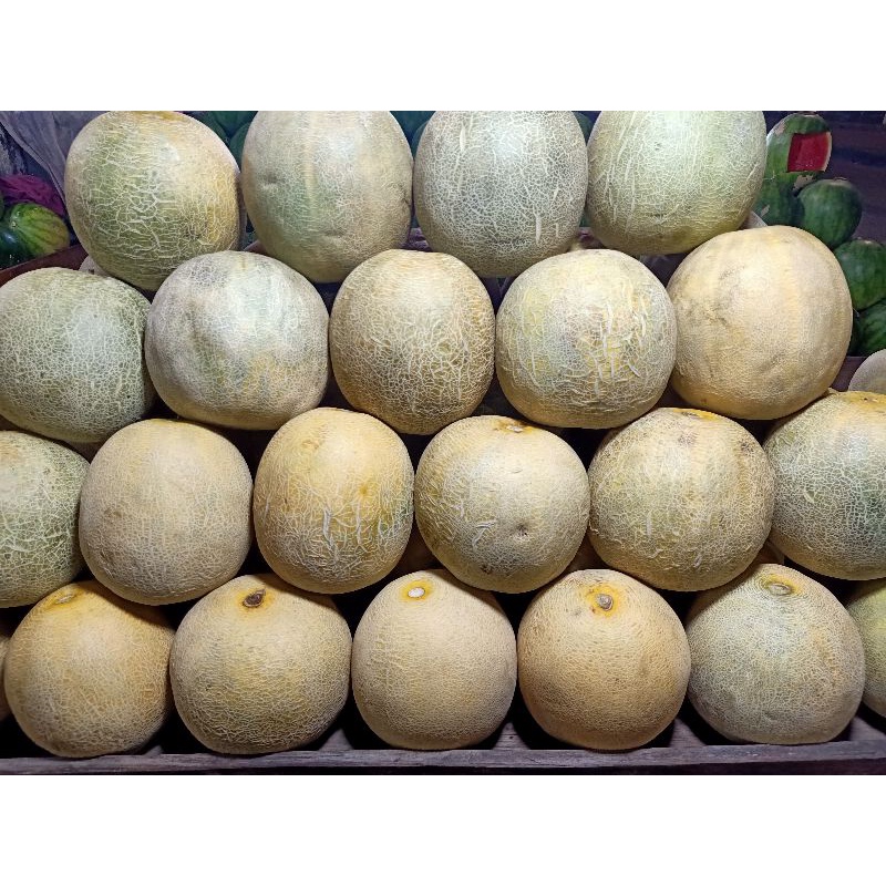 

MELON SEGAR 3 KG PER BUAH