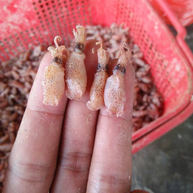 

Baby cumi halus 0,5-1cm kualitas premium per 1kg