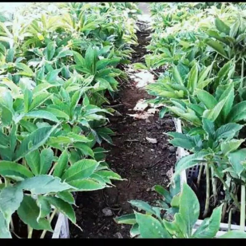 BIBIT PORANG RABUTAN MURAH