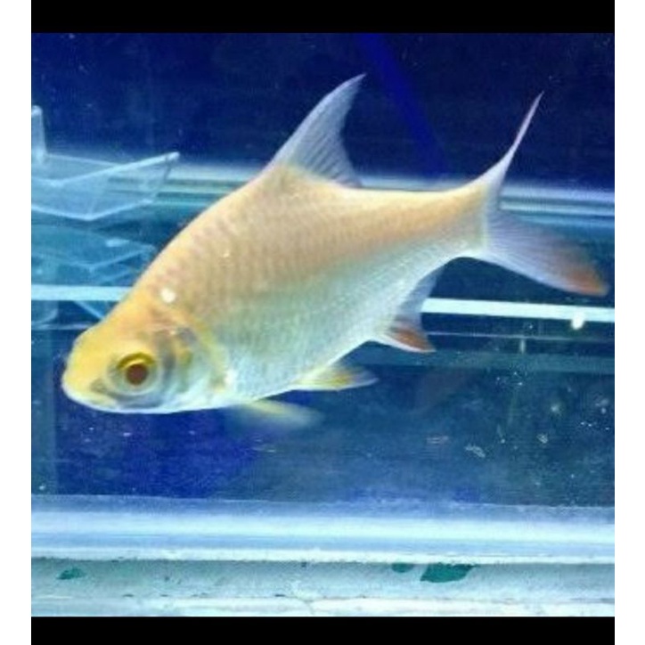 

Ikan kapiat kaviat