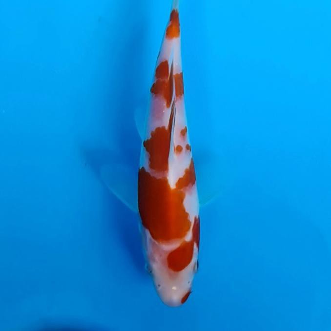 Koi Ikan Koi Import Kohaku Farm Maruyama 6 Butikuda165