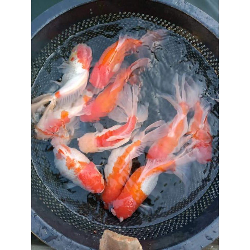 ikan mas koki goldfish jumbo jambul oranda