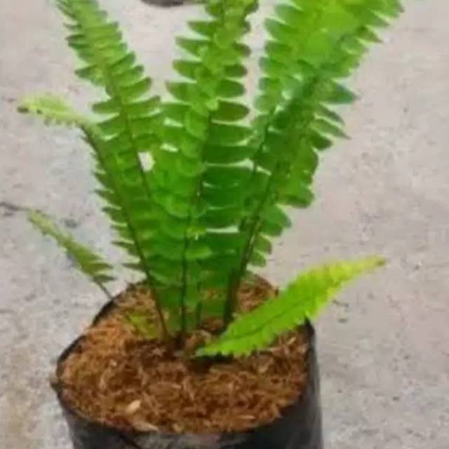 Tanaman pakis kelabang mini