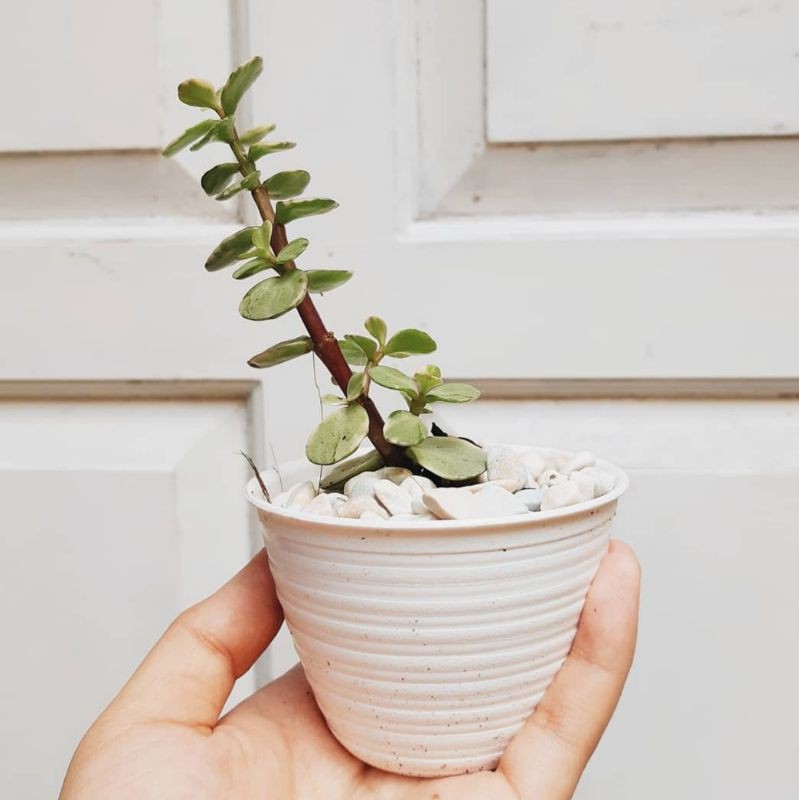 KAKTUS MINI GIFT KAKTUS SOUVENIR KAKTUS SUKULEN CACTUS MINI