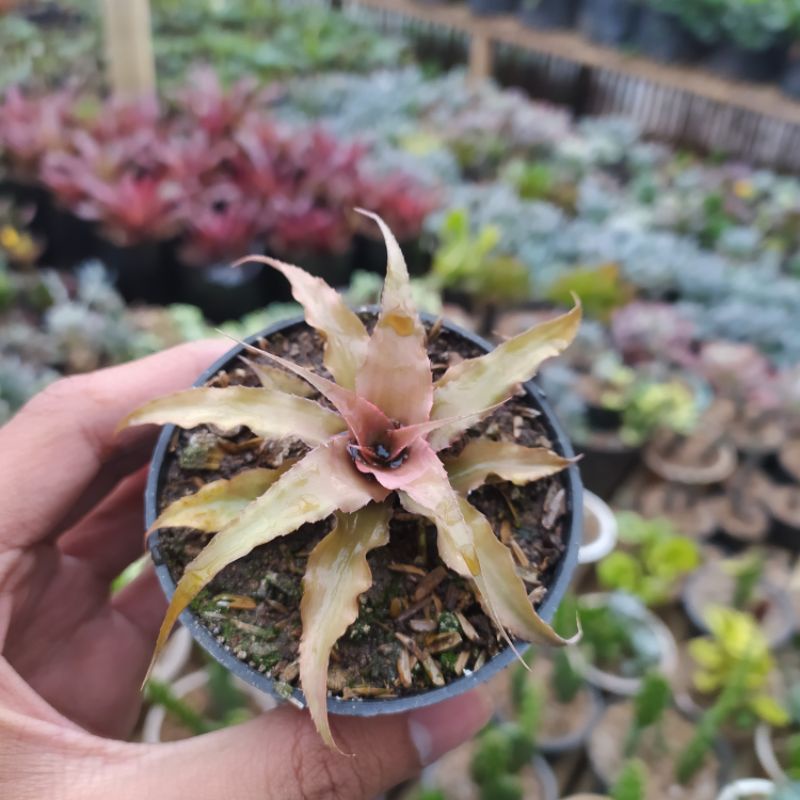 Cryptanthus Acaulis