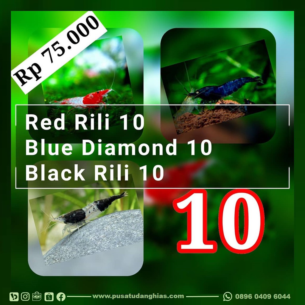 udang hias PAKET NEO 10 murah untuk aquascape