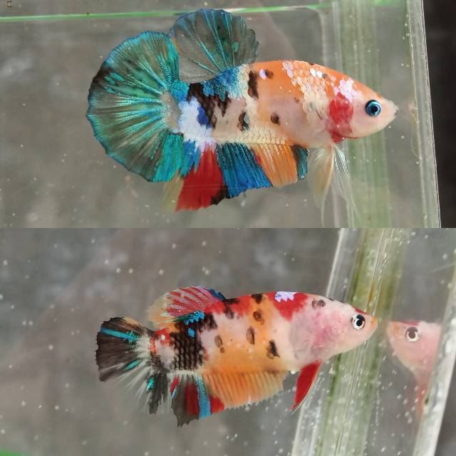 Sepasang Ikan Cupang Koi Galaxy Multicolor Shopee Indonesia