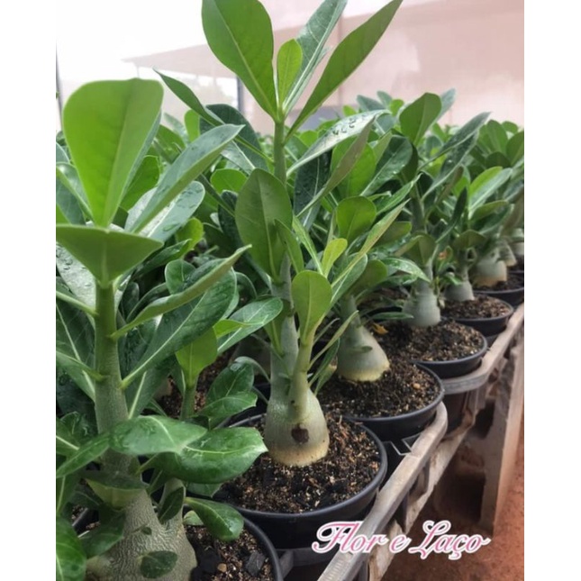 PROMO!!! TANAMAN HIAS ADENIUM KAMBOJA JEPANG BUNGA TUMPUK//AUSTRALIA RED