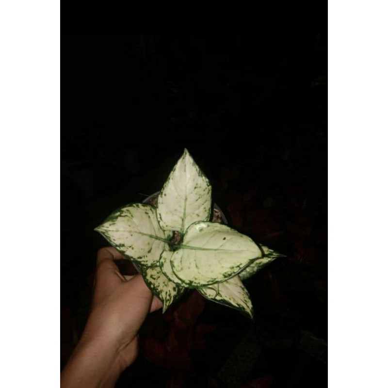 aglaonema super white