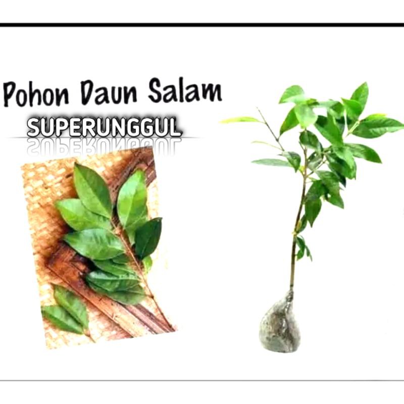 Bibit tanaman daun salam daun rempah terlaris