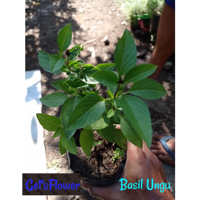 Tanaman Herbal Basil Ungu