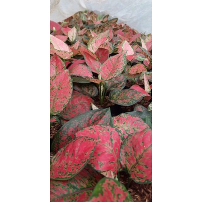 AGALONEMA DUD ANJAMANI