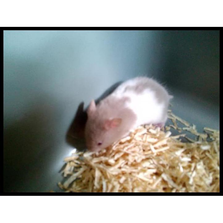 Harga Spesial Hamster Syrian Short Hair Khusus Gojek Grab Only