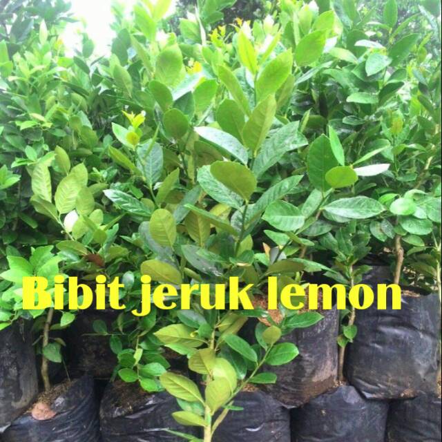 Bibit Tanaman Buah Jeruk Lemon California Okulasi