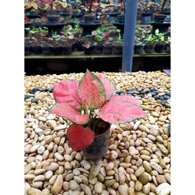 [✅COD]KATRINA - (AGLONEMA REMAJA) / RED KATRINA / AGLONEMA KATRINA MURAH