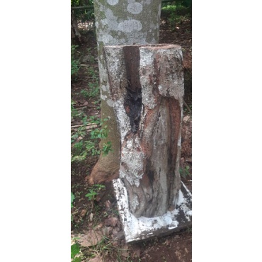 koloni itama log ori