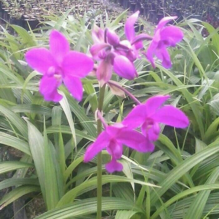 Pohon anggrek Tanah / Tanaman anggrek