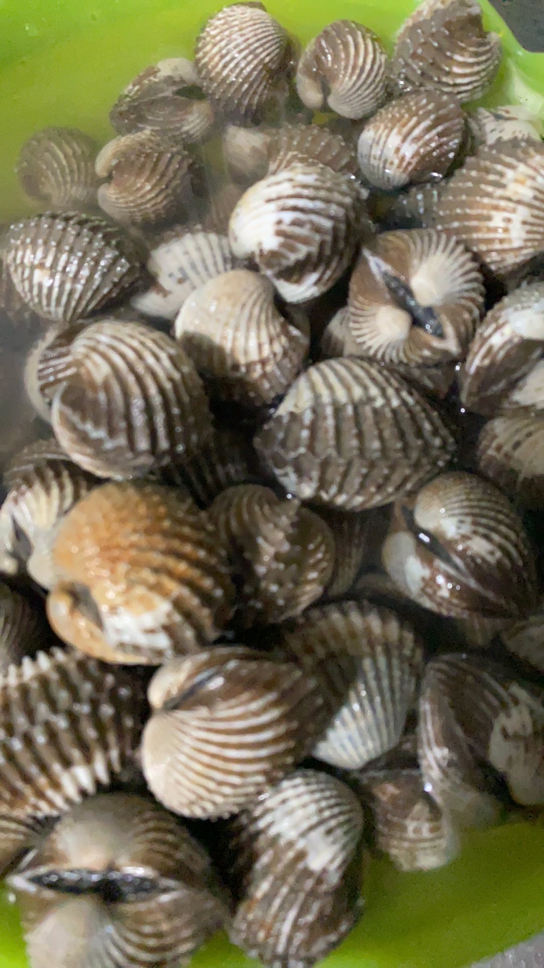 Kerang dara2kg (hidup dan segar) Shopee Indonesia