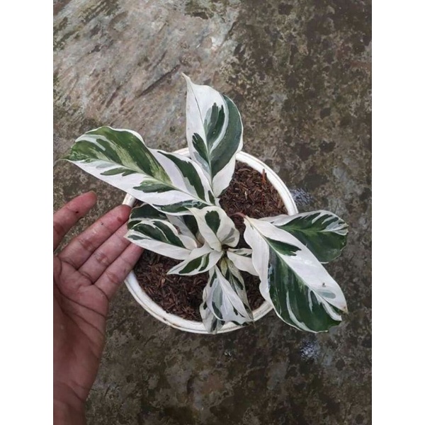 TANAMAN HIAS CALATHEA WHITE FUSION - TANAMAN HIAS INDOOR CALATHEA TISSUE