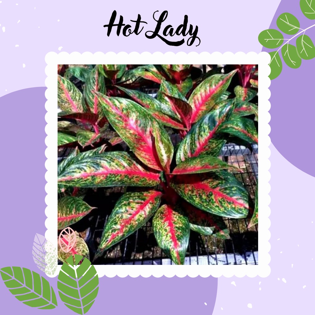 Tanaman Hias Aglonema Hot Lady Aglaonema Hot Lady