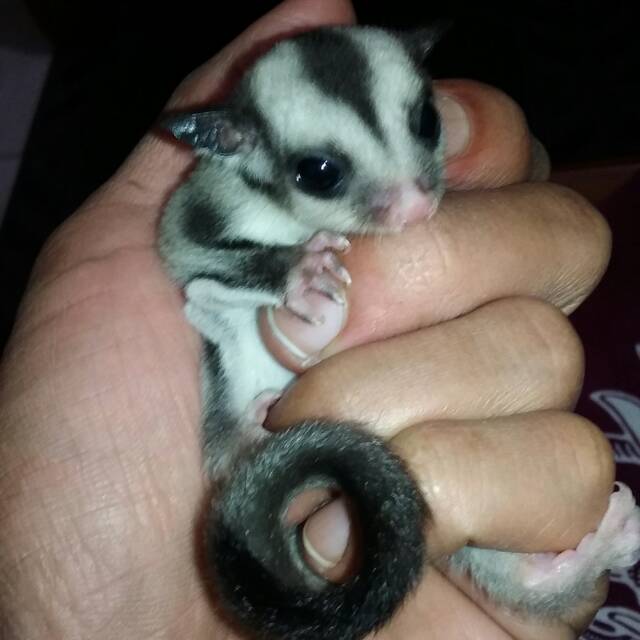 

Sugaglider joey classic grey jantan