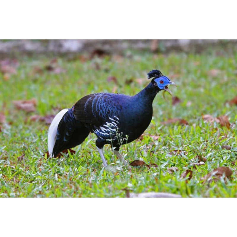 

TELUR AYAM HIAS SEMPIDAN FERTIL UNTUK DITETASKAN