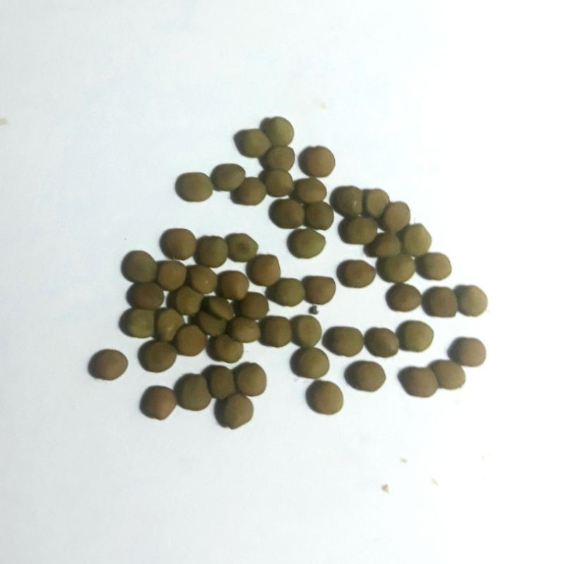 Biji-Benih--Putri Malu_Mimosa Pudica
