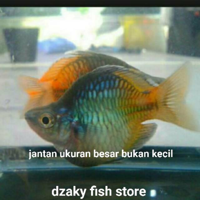 Ikan hias rainbow bosmani perot/balon besar