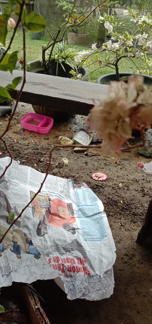 Tanaman Hias Bunga Bougenville / Bugenville / Bunga Kertas Id Hawai Cherry Blossom Bibit Original