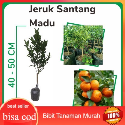 Jeruk santang madu super bibit